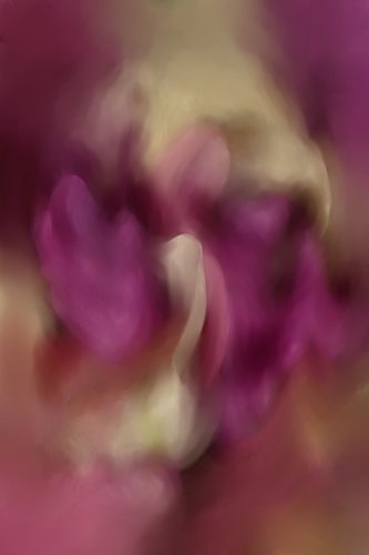 The Dance Of Petals