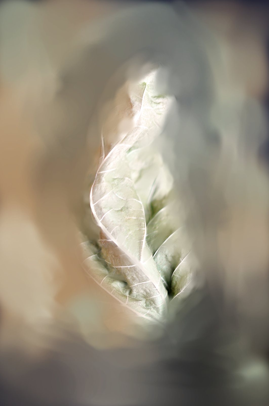 Leaf Memories Of a New Life