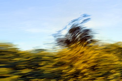 the fields dancer